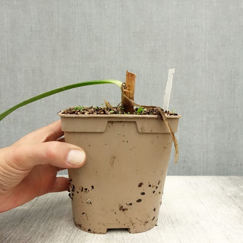 Exemplaar van Agapanthus Graphite Blue - Afrikaanse lelie Pot van 2 l/3 l zoals geleverd in de herfst