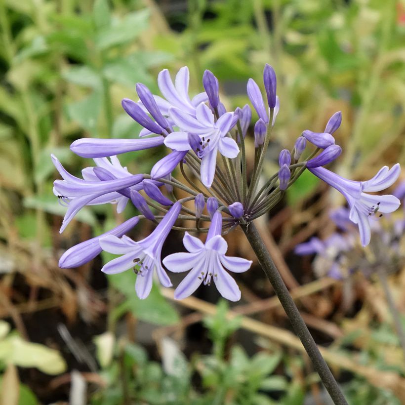 Agapanthus Headbourne Blue - Afrikaanse lelie (Bloei)