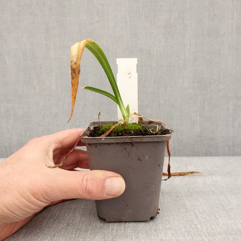 Exemplaar van Agapanthe hybride Ever Sapphire Godet de 8/9 cm zoals geleverd in de winter