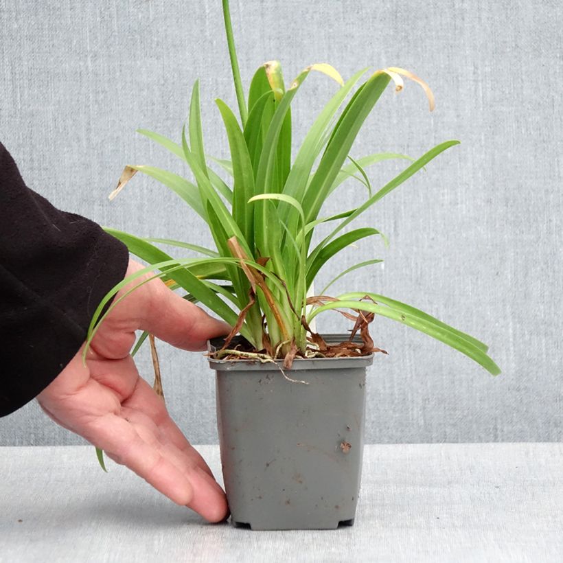 Exemplaar van Agapanthus  Ever White - Afrikaanse lelie Kweekpotje van 8/9 cm zoals geleverd in de lente