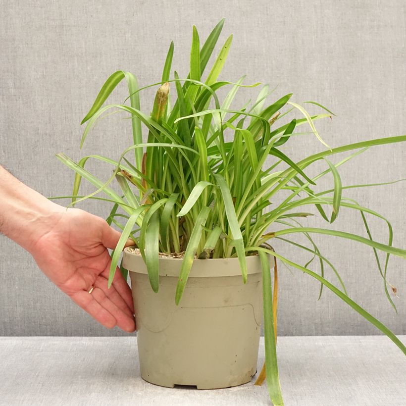 Exemplaar van Agapanthus  Ever White - Afrikaanse lelie Pot van 3 l/4 l zoals geleverd in de winter