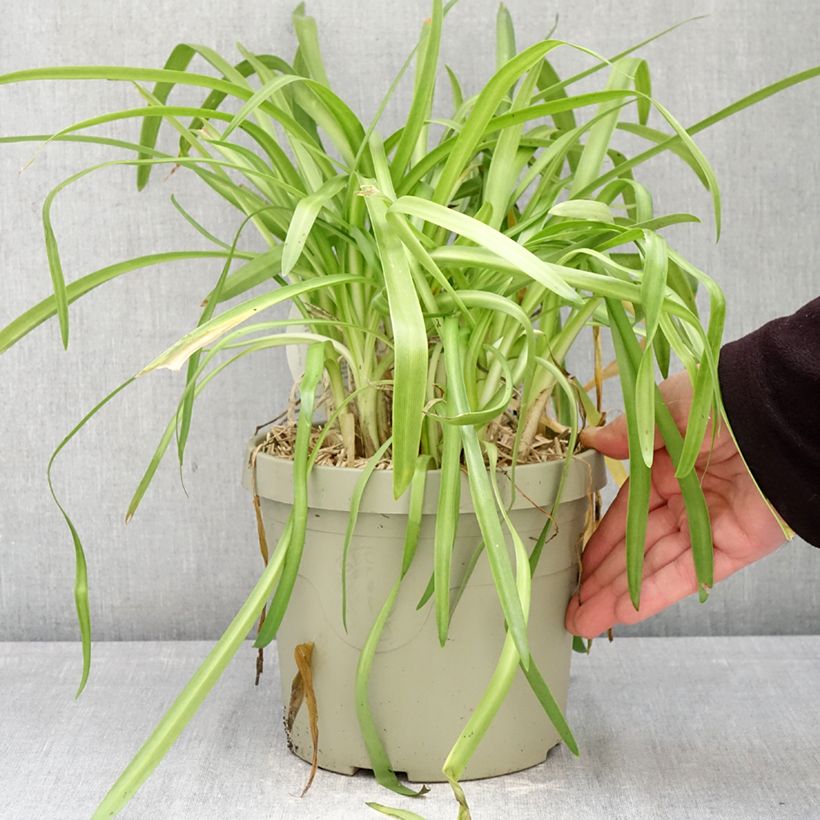 Exemplaar van Agapanthus  Ever White - Afrikaanse lelie Pot van 3 l/4 l zoals geleverd in de lente