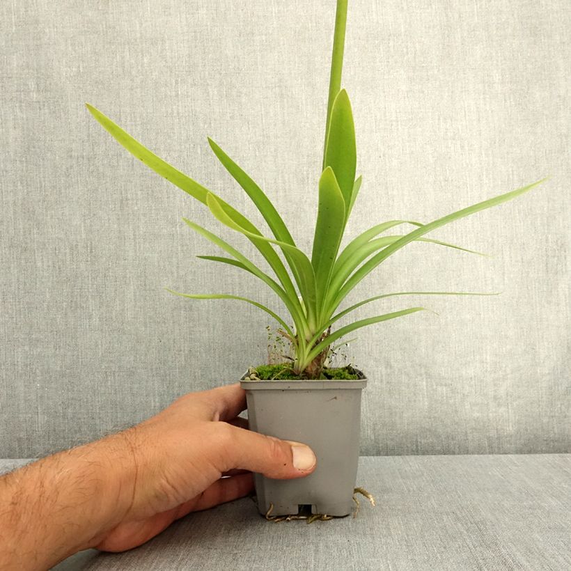 Exemplaar van Agapanthus  Fireworks - Afrikaanse lelie Kweekpotje van 8/9 cm zoals geleverd in de zomer