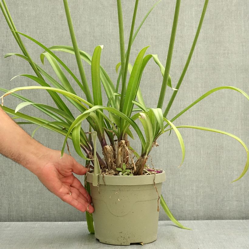 Exemplaar van Agapanthus  Poppin' Purple - Afrikaanse lelie Pot van 3 l/4 l zoals geleverd in de zomer