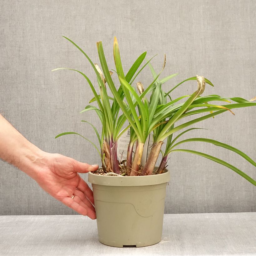 Exemplaar van Agapanthus  Poppin' Purple - Afrikaanse lelie Pot van 3 l/4 l zoals geleverd in de winter