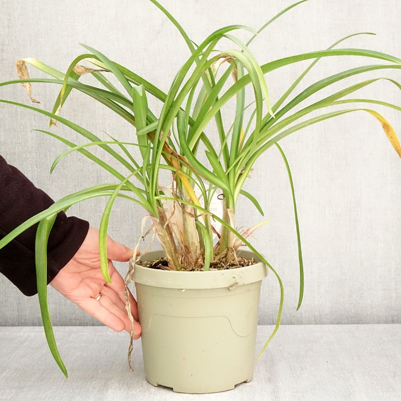 Exemplaar van Agapanthus  Poppin' Purple - Afrikaanse lelie Pot van 3 l/4 l zoals geleverd in de lente
