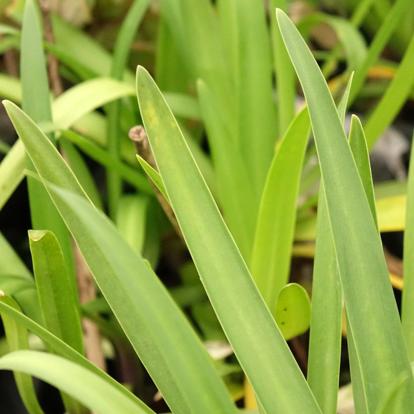 Agapanthus  Star Poppin’ Star  - Afrikaanse lelie (Blad)