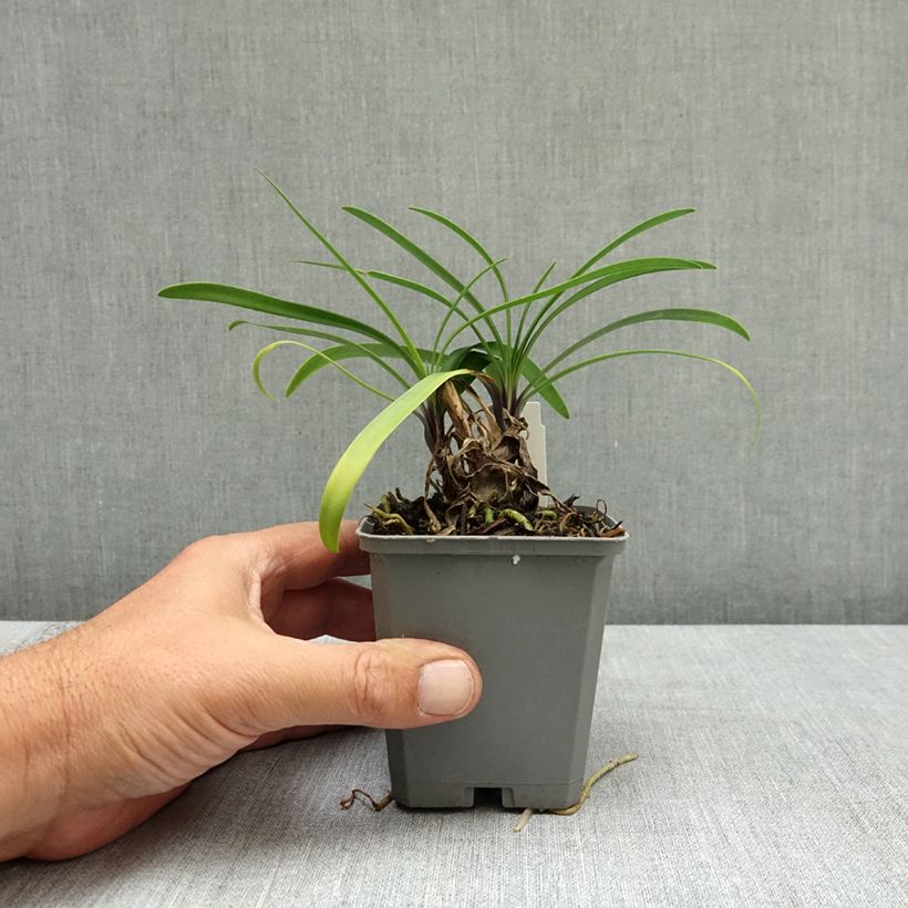 Exemplaar van Agapanthus  Star Poppin’ Star  - Afrikaanse lelie Kweekpotje van 8/9 cm zoals geleverd in de zomer