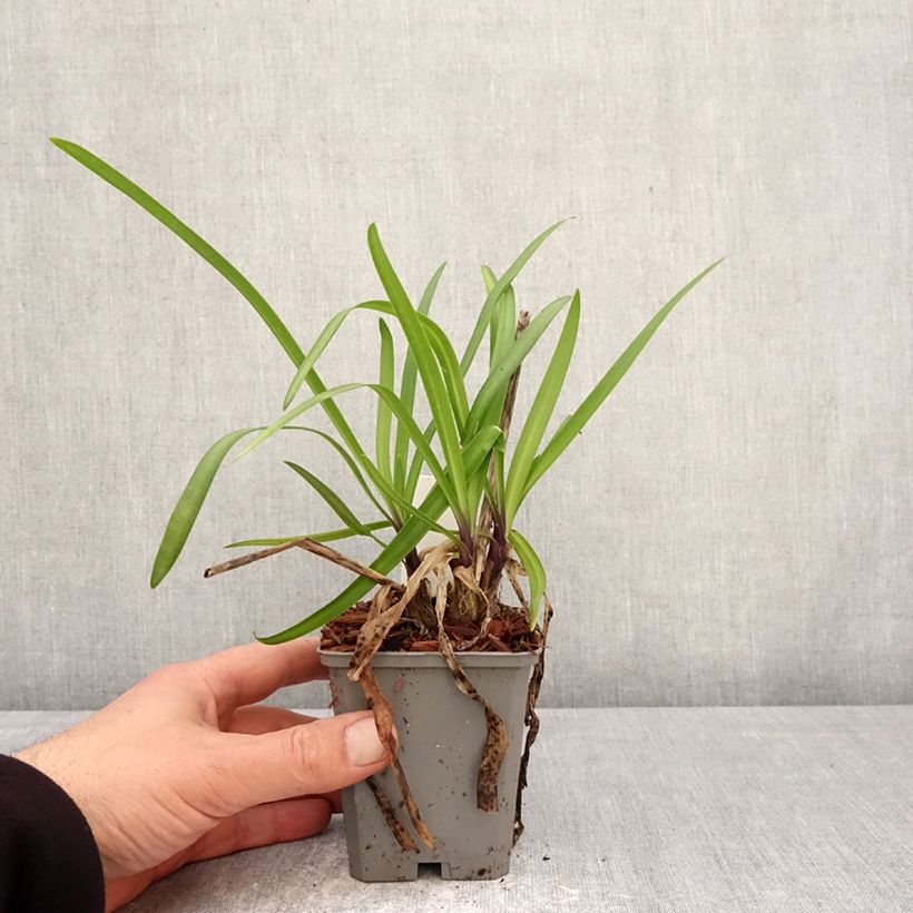 Exemplaar van Agapanthus  Star Poppin’ Star  - Afrikaanse lelie Kweekpotje van 8/9 cm zoals geleverd in de lente
