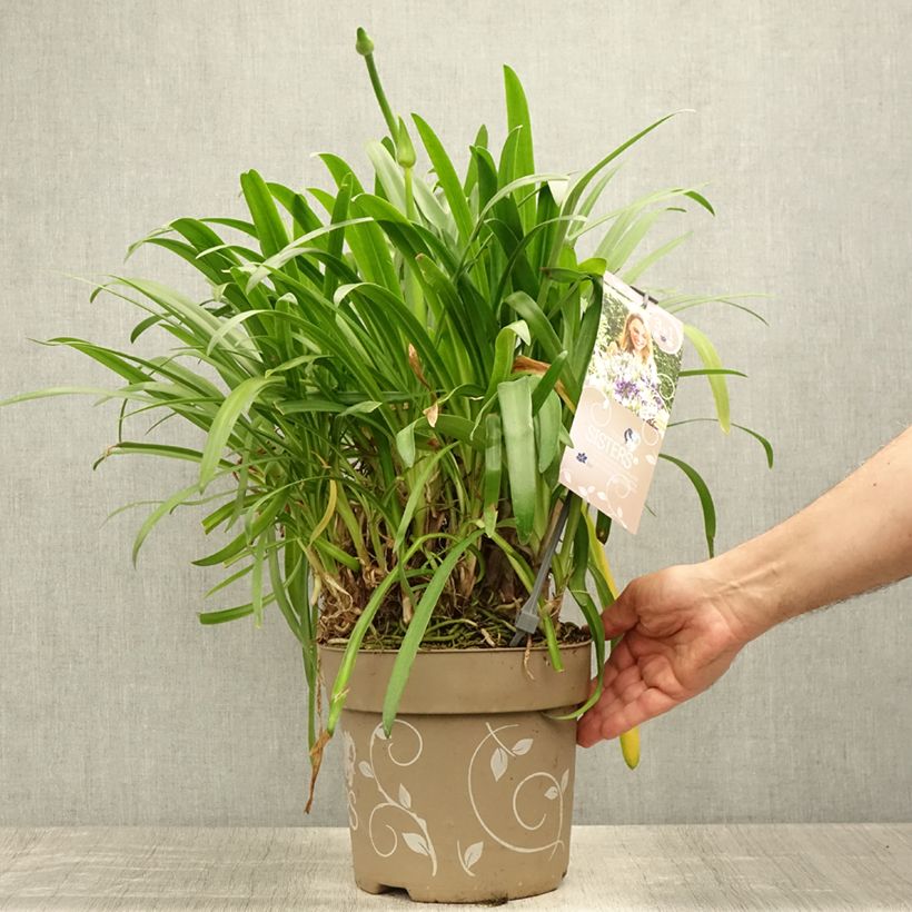Exemplaar van Agapanthus  Three Sisters - Afrikaanse lelie Pot van 6 l/7 l zoals geleverd in de zomer