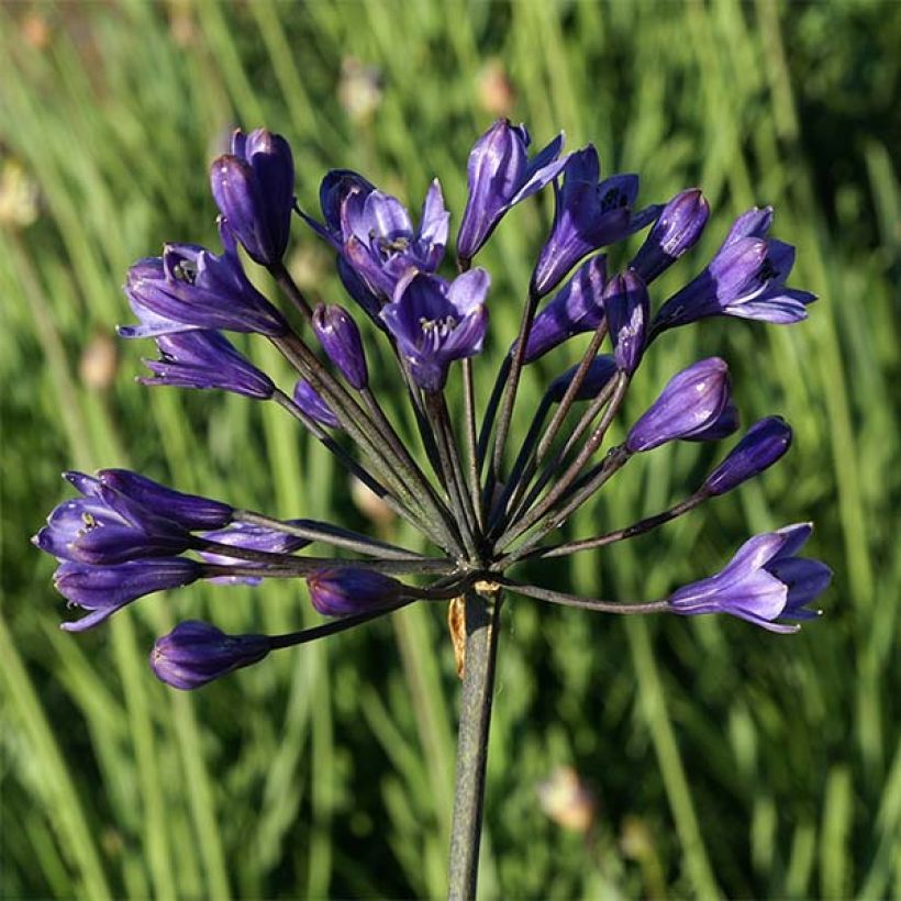 Agapanthus Intermedius - Afrikaanse lelie (Bloei)