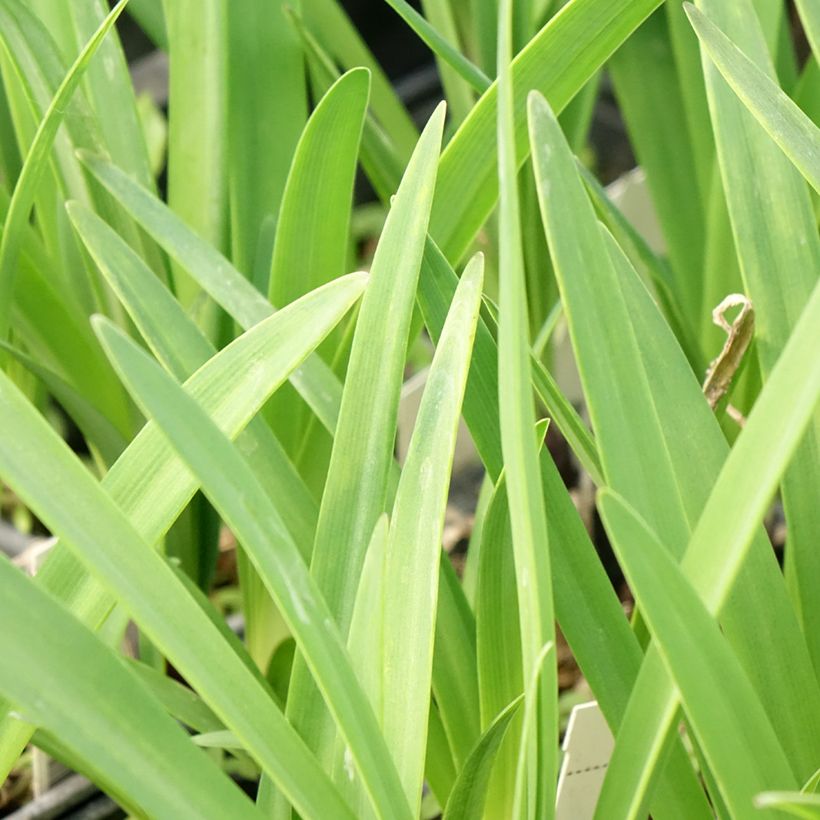 Agapanthus Intermedius - Afrikaanse lelie (Blad)