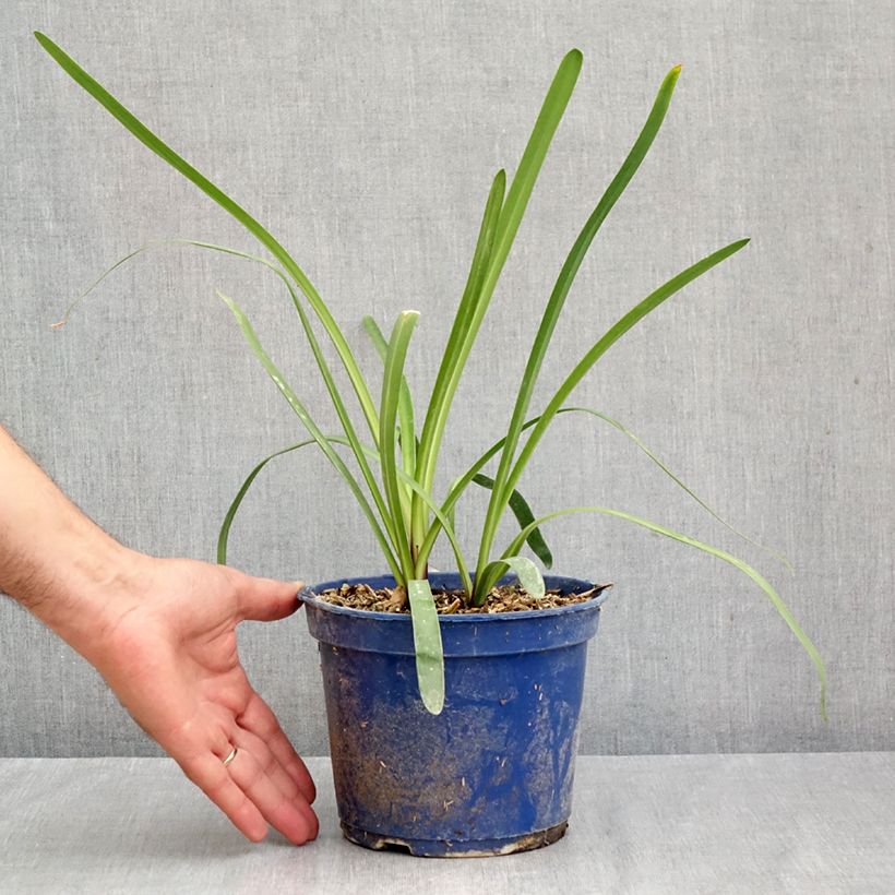 Exemplaar van Agapanthus Intermedius - Afrikaanse lelie Pot van 4 l/5 l zoals geleverd in de herfst