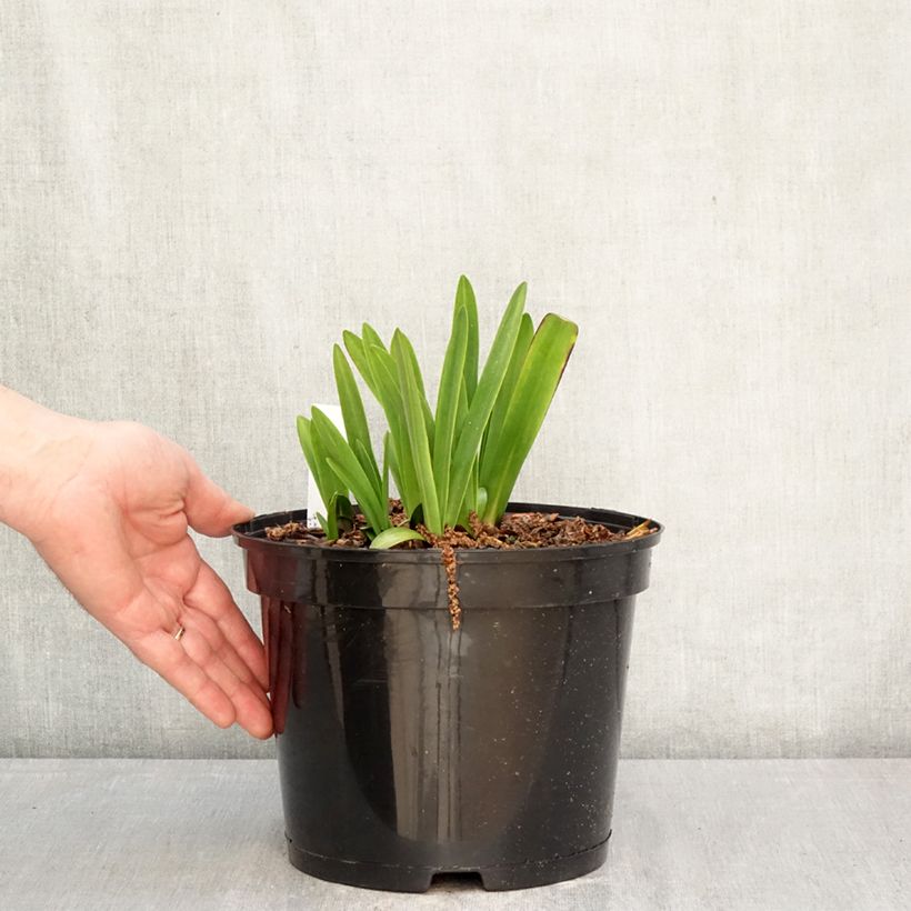 Exemplaar van Agapanthus Intermedius - Afrikaanse lelie Pot van 4 l/5 l zoals geleverd in de lente