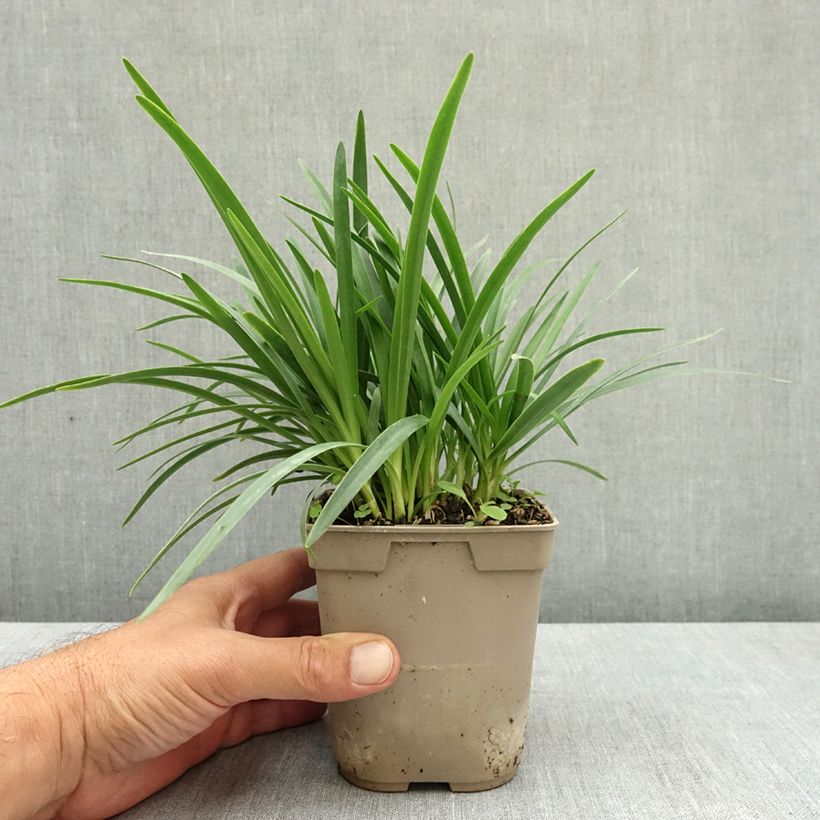 Exemplaar van Agapanthus Lapis Lazuli - Afrikaanse lelie Pot van 1 l/1,5 l zoals geleverd in de zomer