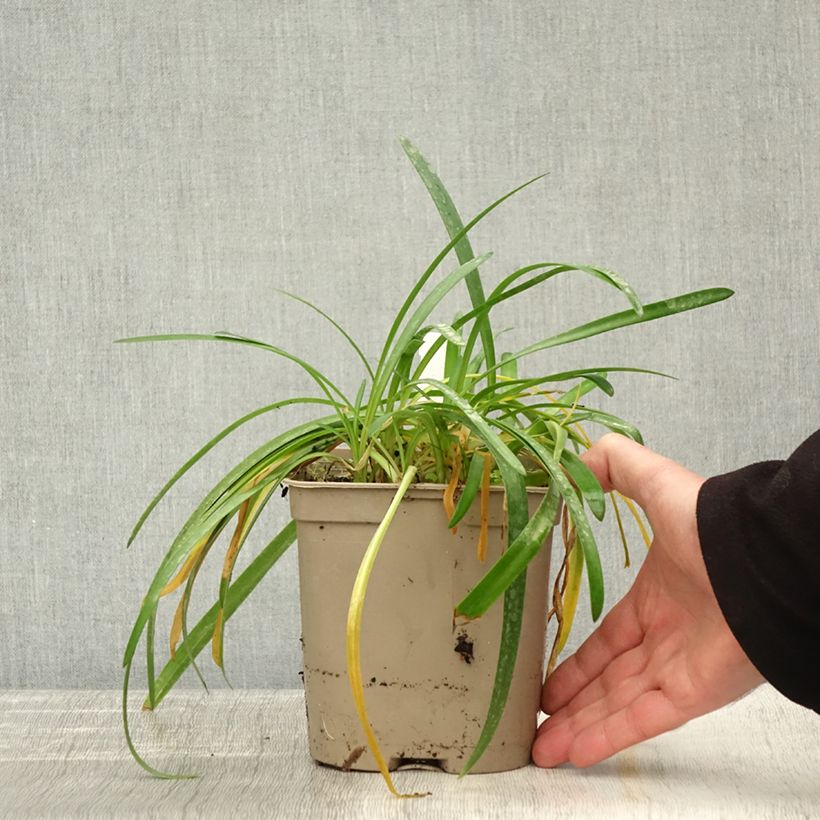 Exemplaar van Agapanthus Lapis Lazuli - Afrikaanse lelie Pot van 2 l/3 l zoals geleverd in de herfst