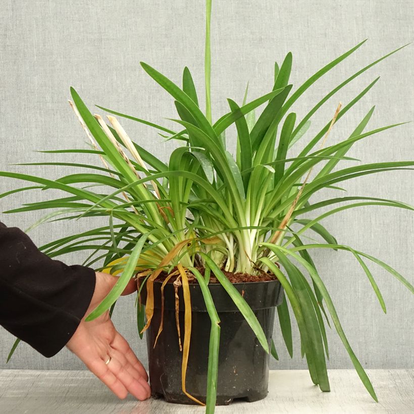 Exemplaar van Agapanthus Mi Casa - Afrikaanse lelie Pot van 3 l/4 l zoals geleverd in de herfst