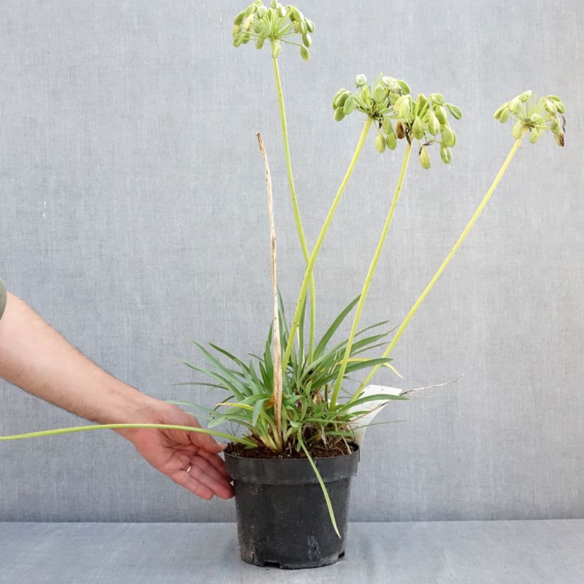 Exemplaar van Agapanthus Mi Casa - Afrikaanse lelie Pot van 3 l/4 l zoals geleverd in de zomer