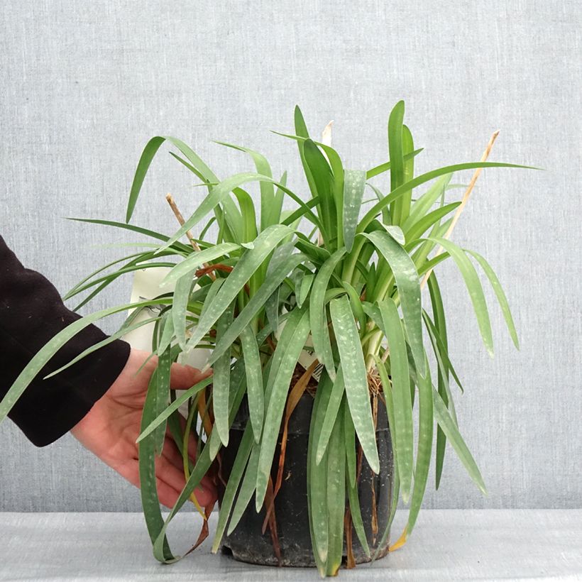 Exemplaar van Agapanthe Mi Casa Pot de 3L/4L zoals geleverd in de winter