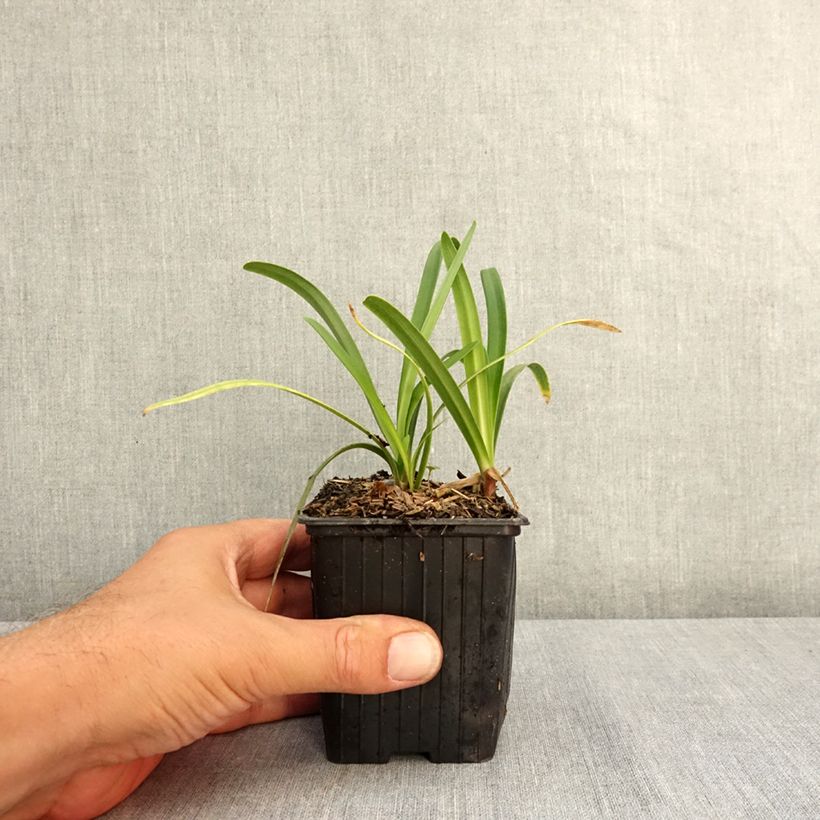 Exemplaar van Agapanthus Midnight Sky - Afrikaanse lelie Kweekpotje van 8/9 cm zoals geleverd in de zomer