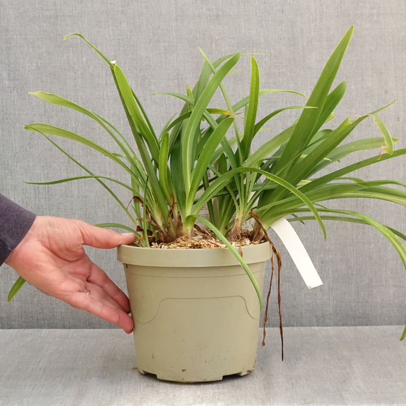 Exemplaar van Agapanthus Midnight Sky - Afrikaanse lelie Pot van 3 l/4 l zoals geleverd in de herfst