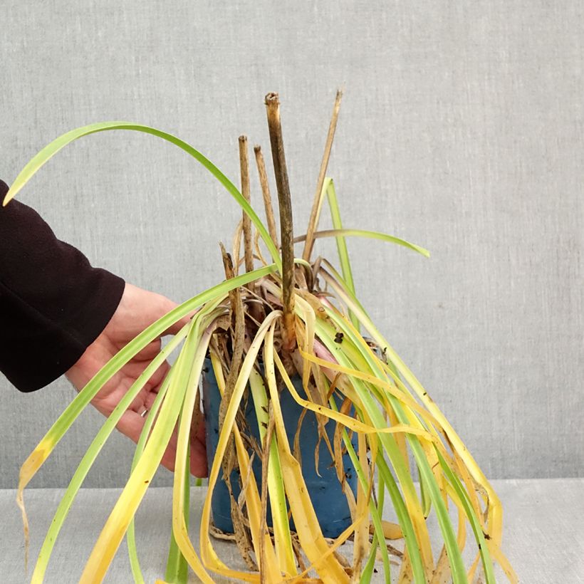 Exemplaar van Agapanthus Navy Blue - Afrikaanse lelie Pot van 2 l/3 l zoals geleverd in de herfst