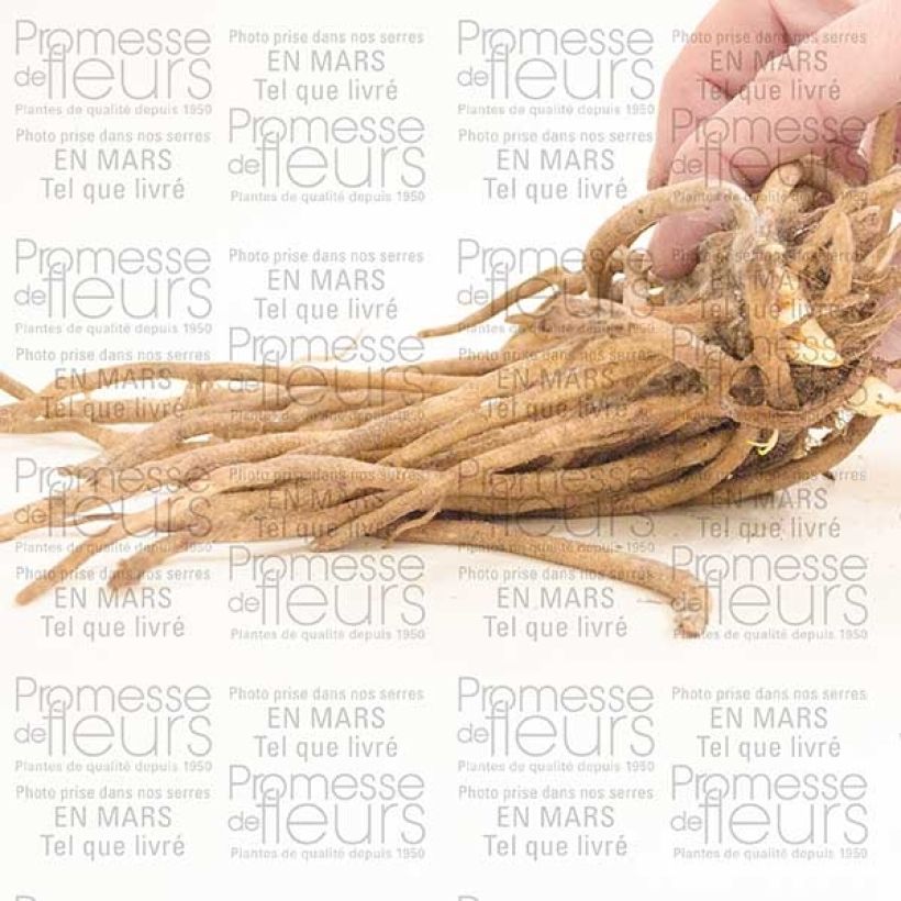 Voorbeeld van een exemplaar van Agapanthus Blue Giant - Afrikaanse lelie Stronk, 1–2 ogen zoals geleverd