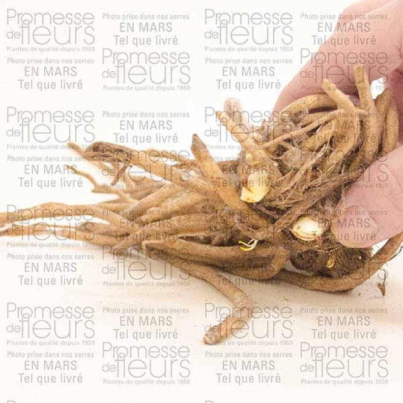 Voorbeeld van een exemplaar van Agapanthus Docteur Brouwer - Afrikaanse lelie Stronk, 1–2 ogen zoals geleverd