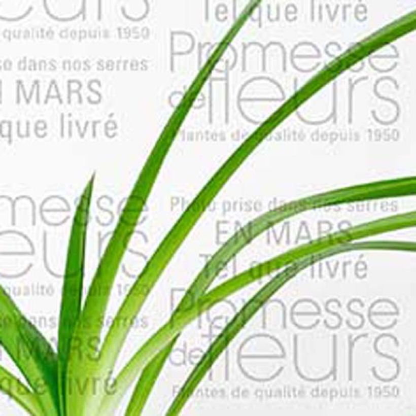 Agapanthus Queen Mum - Afrikaanse lelie (Blad)