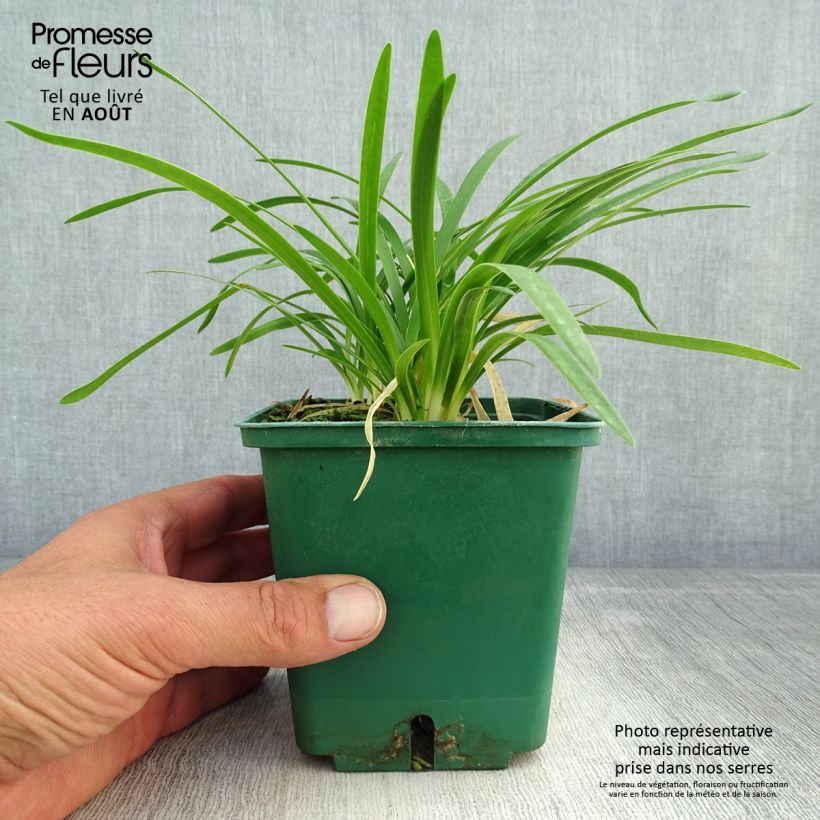 Exemplaar van Agapanthus Peter Pan - Afrikaanse lelie Pot van 1 l/1,5 l zoals geleverd in de zomer