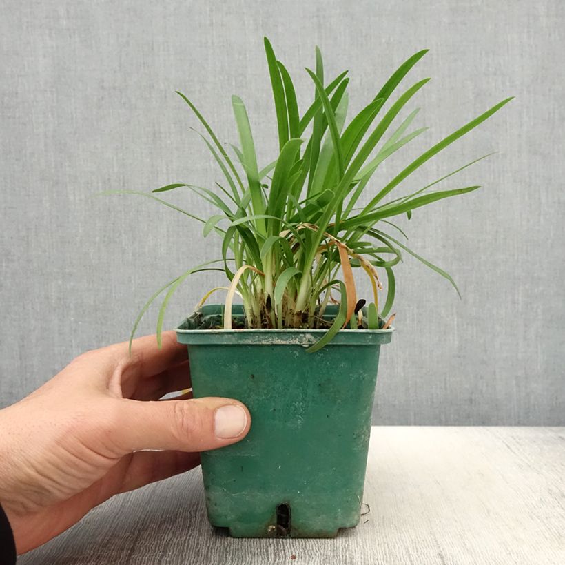 Exemplaar van Agapanthus Peter Pan - Afrikaanse lelie Pot van 1 l/1,5 l zoals geleverd in de lente