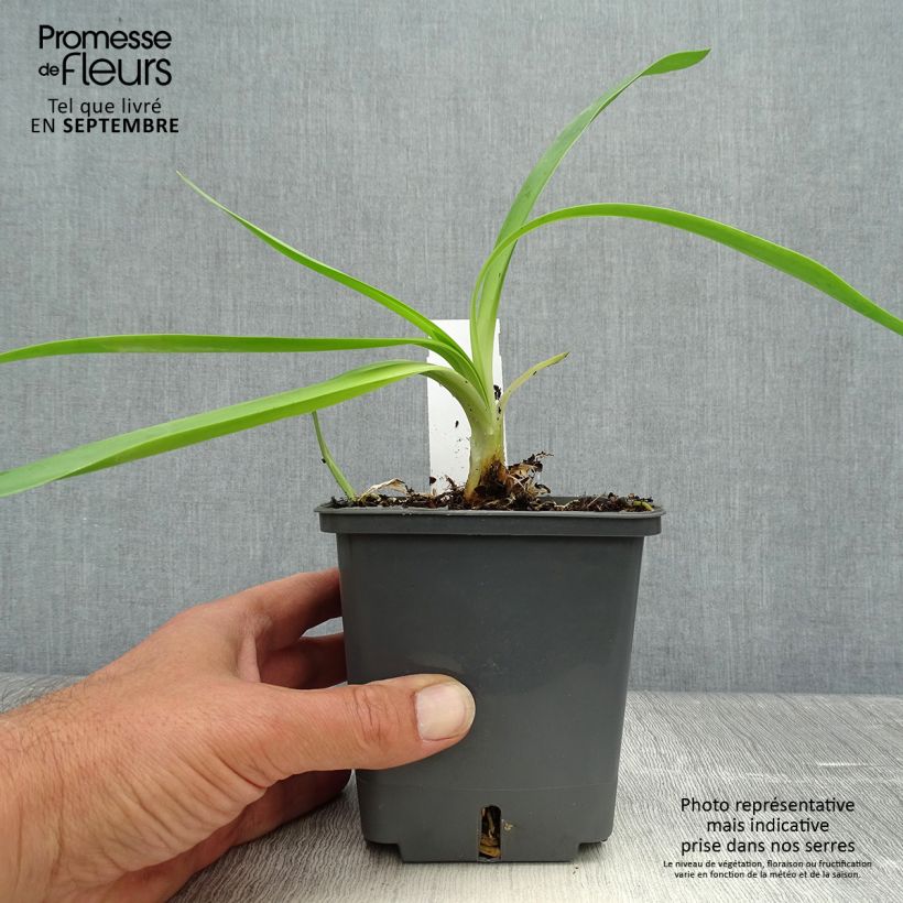 Exemplaar van Agapanthus Phantom - Afrikaanse lelie Pot van 1 l/1,5 l zoals geleverd in de herfst