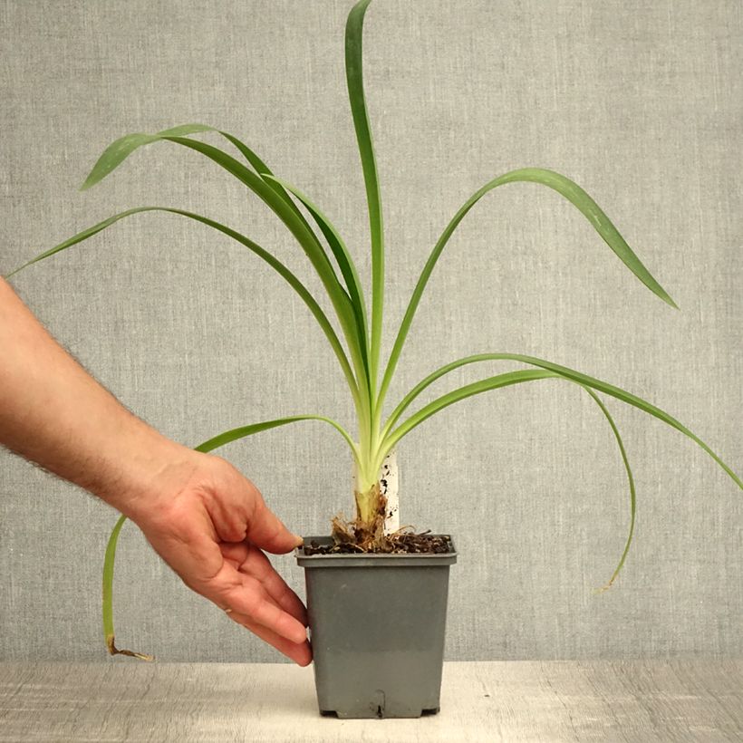 Exemplaar van Agapanthus Phantom - Afrikaanse lelie Pot van 1 l/1,5 l zoals geleverd in de zomer