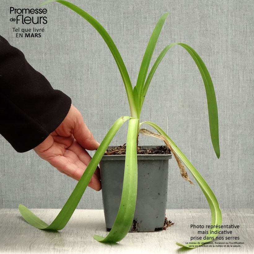 Exemplaar van Agapanthus Phantom - Afrikaanse lelie Pot van 1 l/1,5 l zoals geleverd in de lente