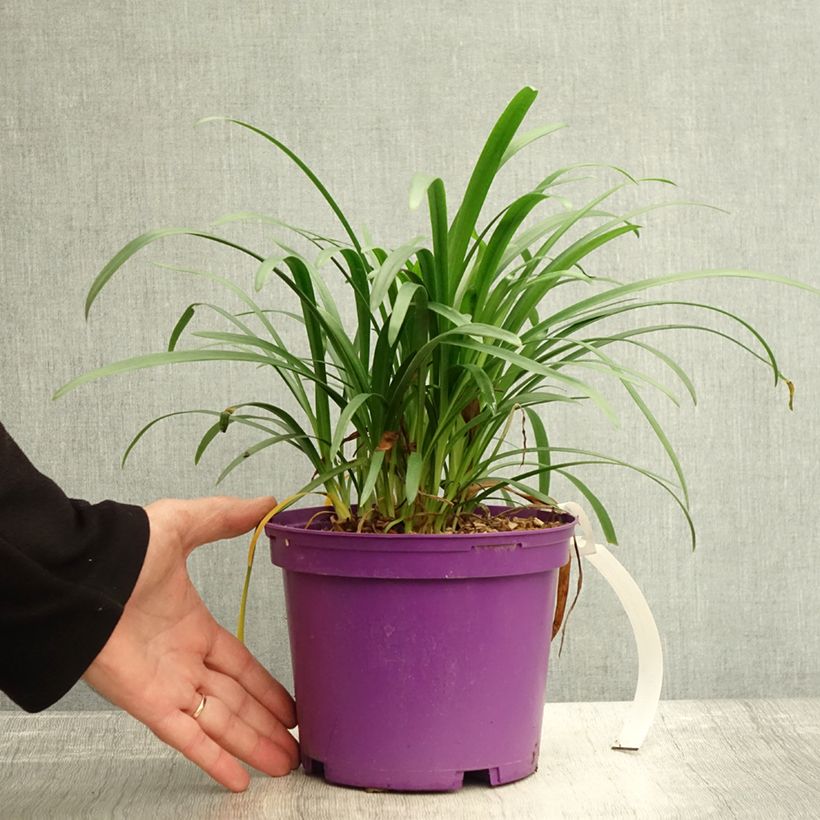 Exemplaar van Agapanthus Pitchoune Violet - Afrikaanse lelie Pot van 3 l/4 l zoals geleverd in de herfst