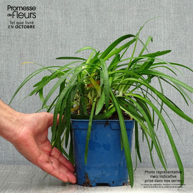 Exemplaar van Agapanthus Pitchoune White - Afrikaanse lelie Pot van 2 l/3 l zoals geleverd in de herfst