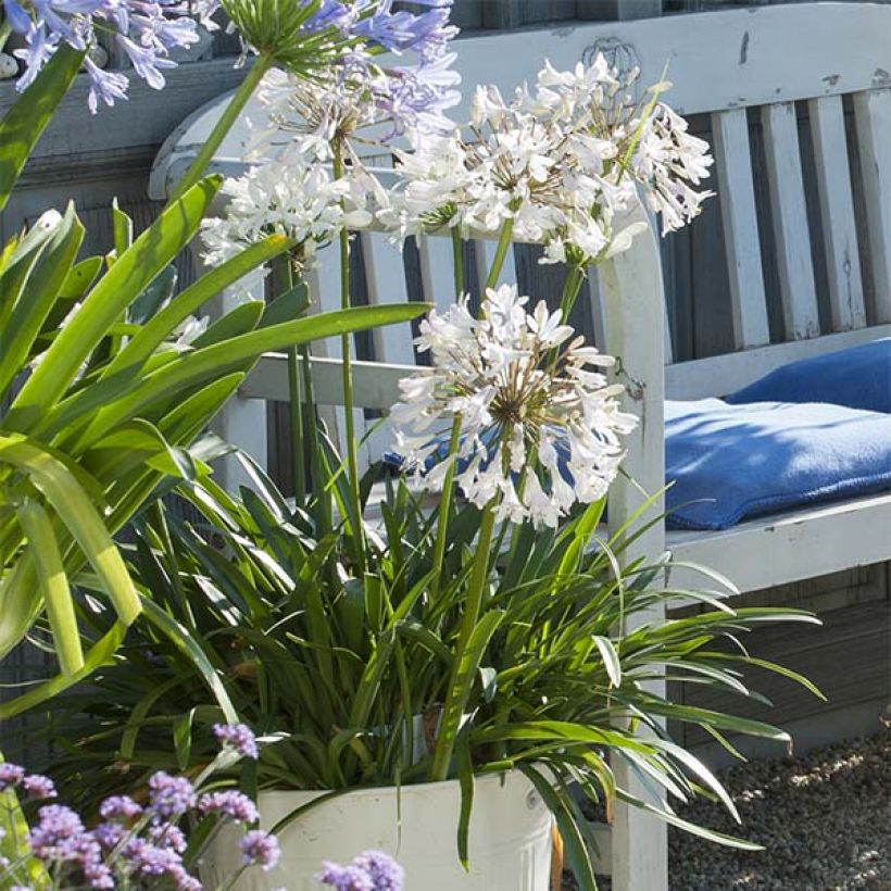 Agapanthus Polar Ice - Afrikaanse lelie (Groeiplaats)