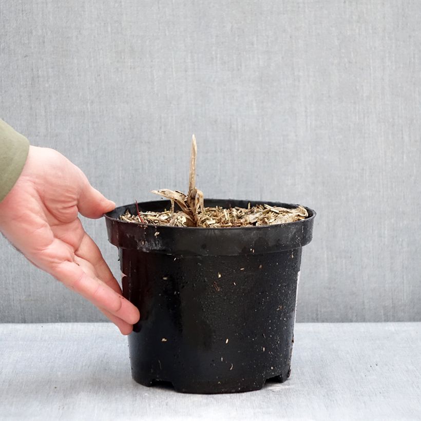 Exemplaar van Agapanthus Polar Ice - Afrikaanse lelie Pot van 2 l/3 l zoals geleverd in de winter