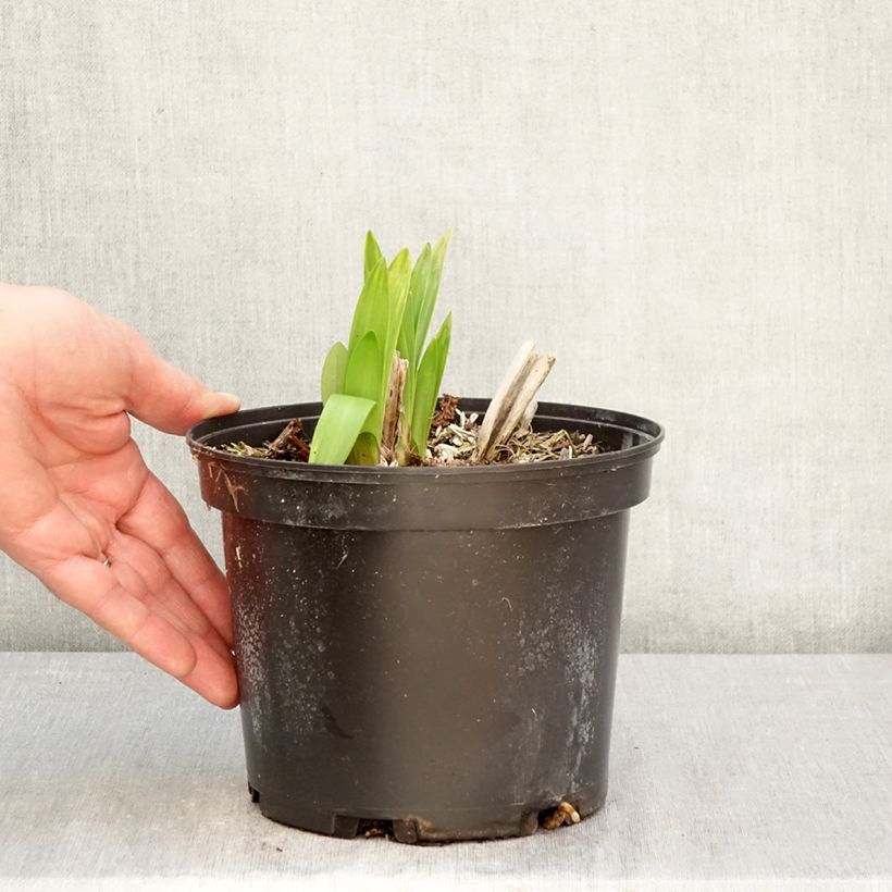 Exemplaar van Agapanthus Polar Ice - Afrikaanse lelie Pot van 2 l/3 l zoals geleverd in de lente