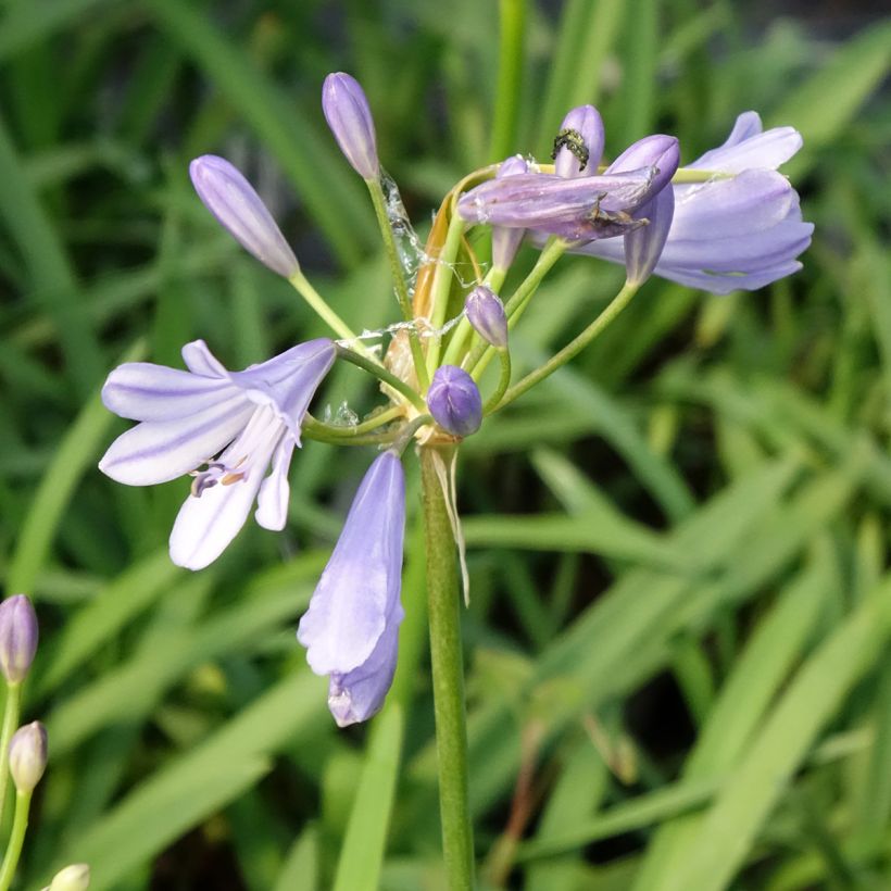 Agapanthus praecox Sofie - Afrikaanse lelie (Bloei)