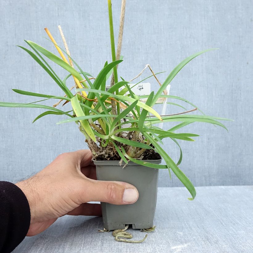 Exemplaar van Agapanthus praecox Sofie - Afrikaanse lelie Kweekpotje van 8/9 cm zoals geleverd in de herfst