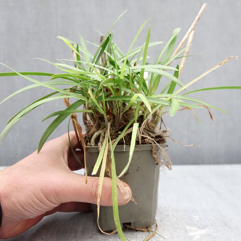 Exemplaar van Agapanthus praecox Sofie - Afrikaanse lelie Kweekpotje van 8/9 cm zoals geleverd in de winter