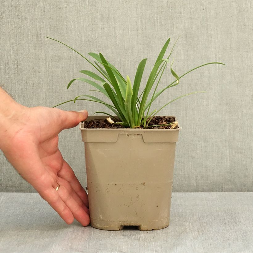 Exemplaar van Agapanthus praecox Sofie - Afrikaanse lelie Pot van 2 l/3 l zoals geleverd in de zomer