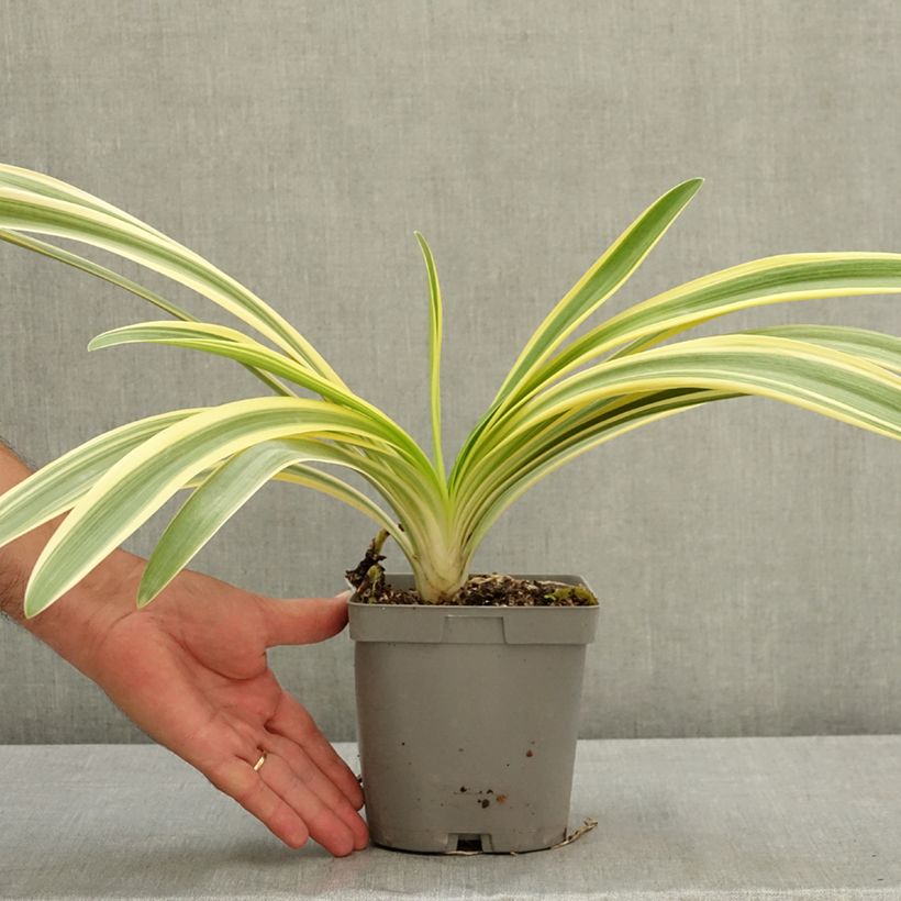 Exemplaar van Agapanthus praecox Zambezi - Afrikaanse lelie Pot van 2 l/3 l zoals geleverd in de zomer