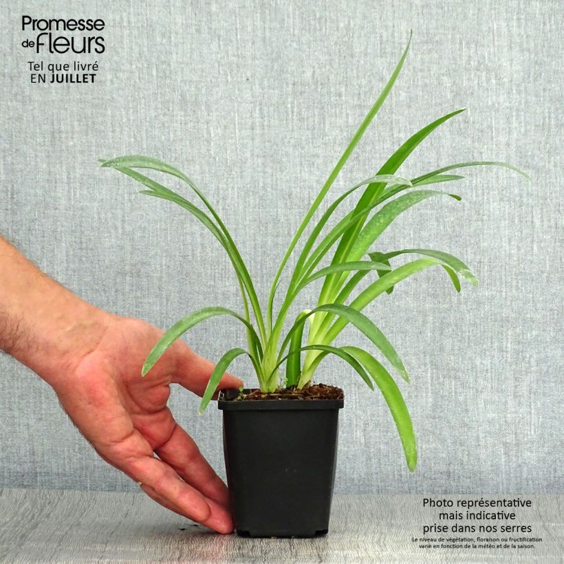 Exemplaar van Agapanthus Pretty Sandy - Afrikaanse lelie Kweekpotje van 8/9 cm zoals geleverd in de zomer