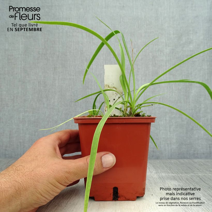 Exemplaar van Agapanthus Purple Cloud - Afrikaanse lelie Pot van 1 l/1,5 l zoals geleverd in de herfst