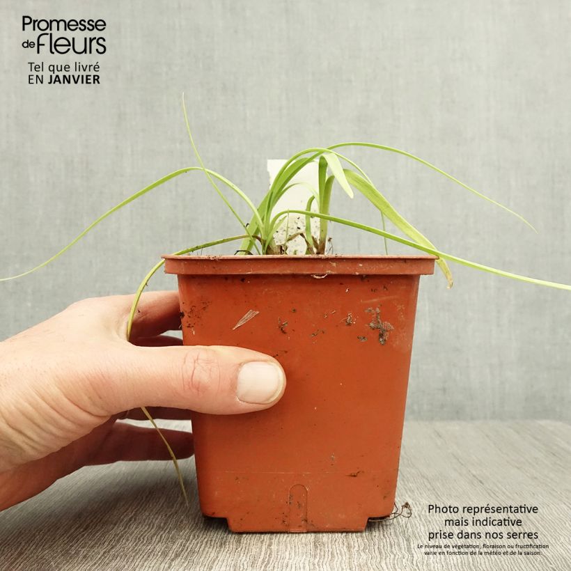 Exemplaar van Agapanthe Purple Cloud Pot de 1L/1,5L zoals geleverd in de winter