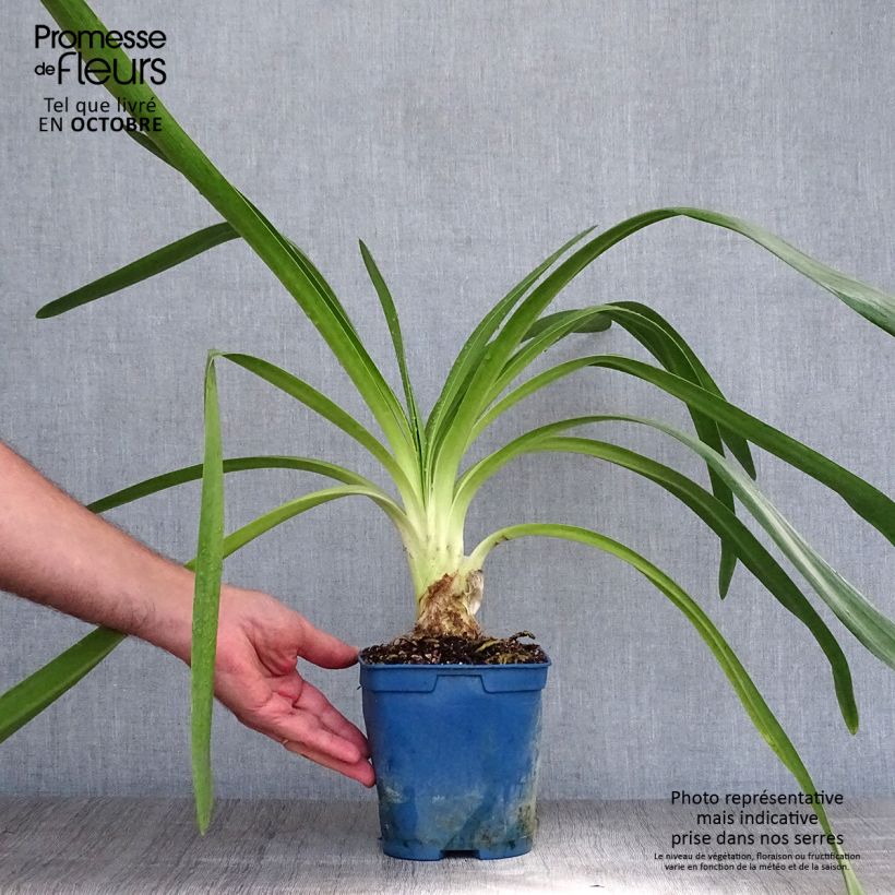Exemplaar van Agapanthus Queen Mum - Afrikaanse lelie Pot van 2 l/3 l zoals geleverd in de herfst