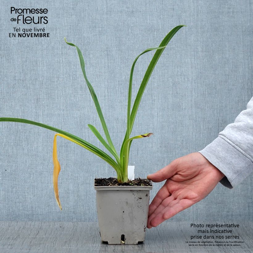 Exemplaar van Agapanthus Royal Velvet - Afrikaanse lelie Pot van 1 l/1,5 l zoals geleverd in de herfst