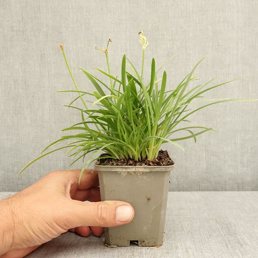 Exemplaar van Agapanthus Silver Baby - Afrikaanse lelie Kweekpotje van 8/9 cm zoals geleverd in de zomer